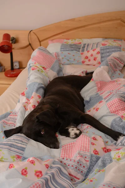 Cão deitado na cama do quarto — Fotografia de Stock
