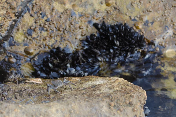 Granchi e cozze in riva al mare — Foto Stock