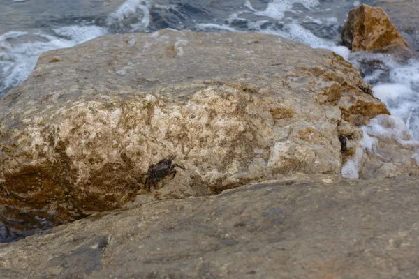 Cangrejos en la orilla del mar —  Fotos de Stock