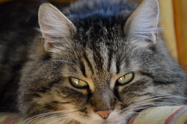 Porträt einer gestromten Hauskatze — Stockfoto