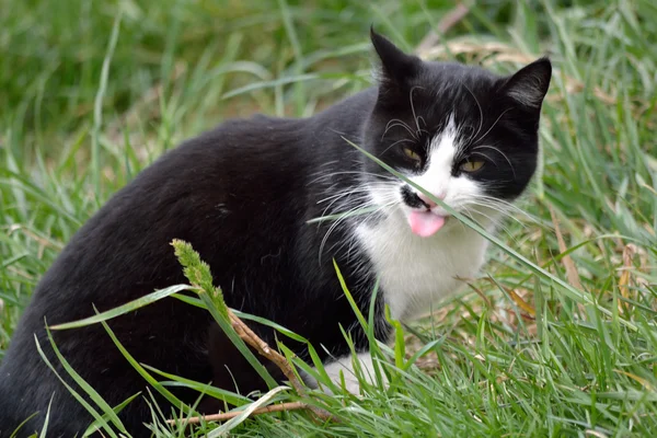 Cat eating grass — Stock Photo, Image