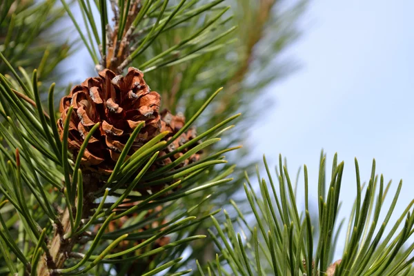 Pine cone on pine — Stock Photo, Image