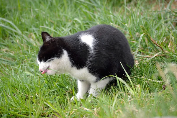 Cat eating grass — Stock Photo, Image