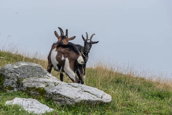 Dos Cabras Montaña Territorio Familiar Cabra — Foto de Stock
