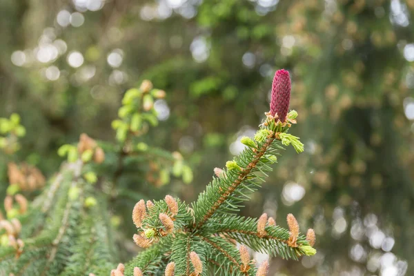 Los Conos Abeto Que Crecen Capullo Flor Del Abeto Noruega — Foto de Stock