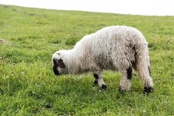 Raza Lanuda Ovejas Walliser Ovejas Nariz Negra Pasto — Foto de Stock