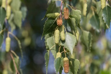 Poplar-leaved birch with its fruit stands - close-up birch fruit, pollen allergy clipart