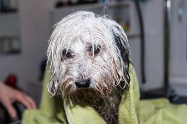 Köpek yıkandıktan sonra havluyla kurulanır - köpek bakıcısı