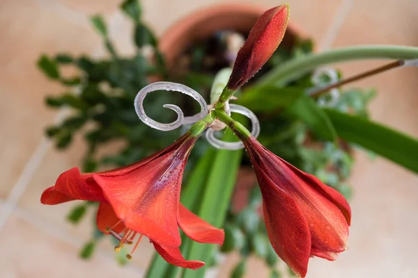 Red blooming trio of flowers on a stem - amaryllis flowers at different stages of development