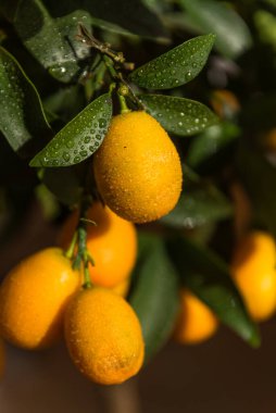 Taze meyve, vitamin açısından zengin, cüce portakalları - süs ağaçlarında turunçgiller