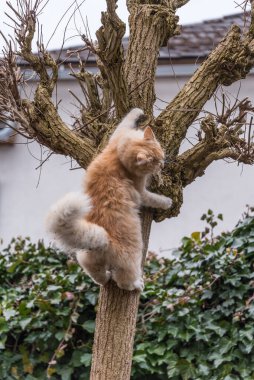 Kırmızı kedi oynuyor ve ağaca tırmanıyor.