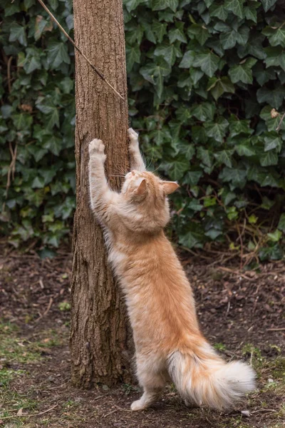 Red Domestic Cat Claws Its Claws Tree — Stock Photo, Image