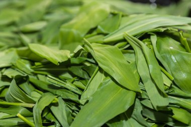 Yabani sarımsak yaprakları kurutulur - yabani sebzeler ve tıbbi bitkiler, aromatik bitkiler