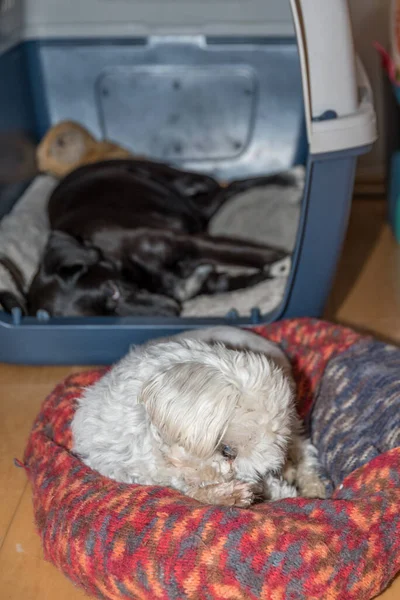 Perro Blanco Negro Acostado Lugar Favorito Foto Del Perro Amigos —  Fotos de Stock