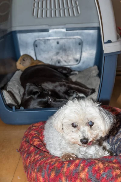 Dois Cães Amigáveis Estão Mentindo Seu Local Favorito Cão Preto — Fotografia de Stock