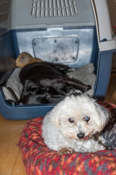 Zwei Freundliche Hunde Liegen Ihrem Lieblingsplatz Schwarz Weißer Hund — Stockfoto