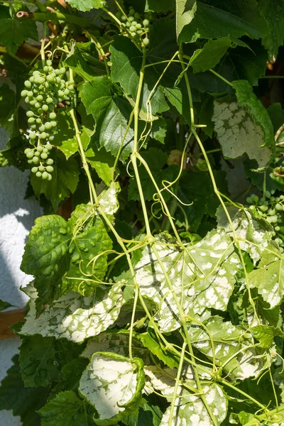 Downy Mildew Grapevines Shows White Spots — Stock Photo, Image