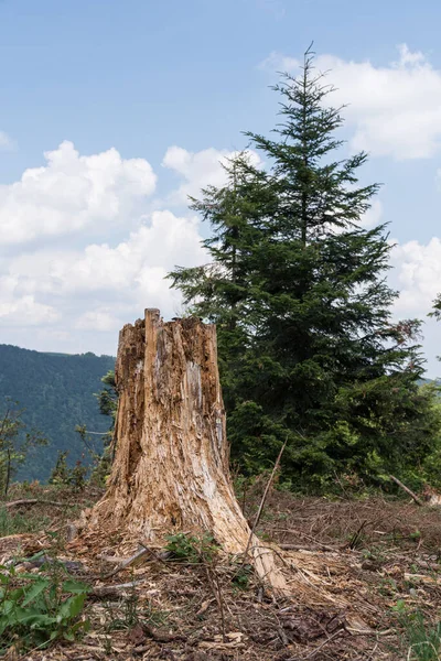 Toco Árvore Podre Morto Lado Abeto Jovem Paisagem Florestal — Fotografia de Stock