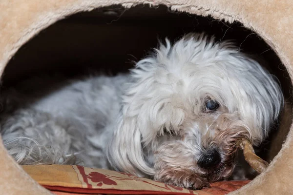 Havaneser Kaut Zur Belohnung Auf Einem Kauknochen Hundeknochen Großaufnahme — Stockfoto