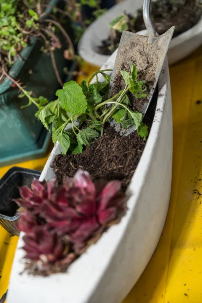 Blumenschale Aus Beton Floristik Für Den Außenbereich — Stockfoto