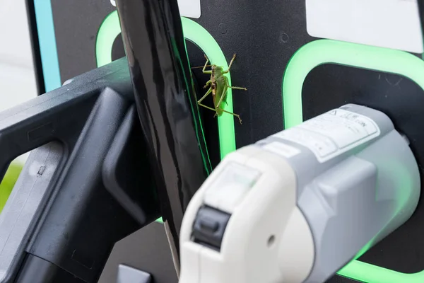 Grasshopper uses charging station for electric cars - close-up of electric mobility