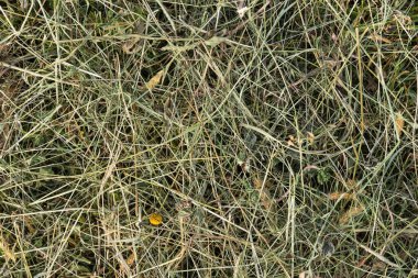 Arka plan olarak saman - hayvan yemi olarak kurutulmuş ot, tarım