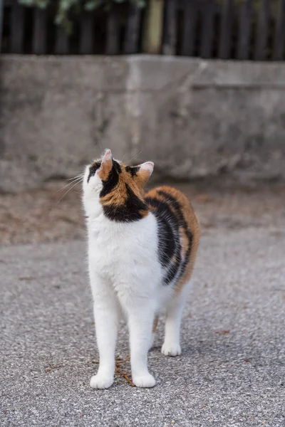 Chat Maison Trois Couleurs Marchant Librement Attentivement Chat Extérieur — Photo