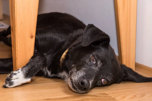 Cão Rafeiro Preto Encontra Relaxado Chão Close — Fotografia de Stock