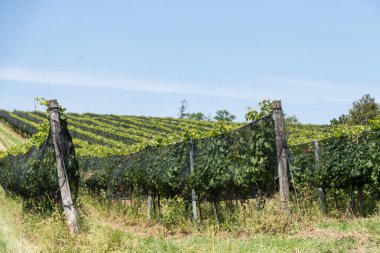 Üzümlü bir kuş ağıyla büyük bir üzüm bağında kuş koruması