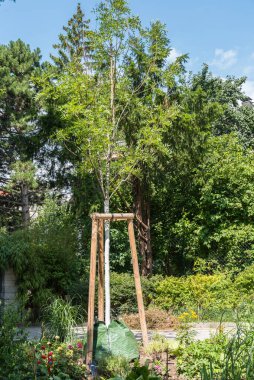 Parktaki genç ağaçları sulamak için su torbası - su torbaları