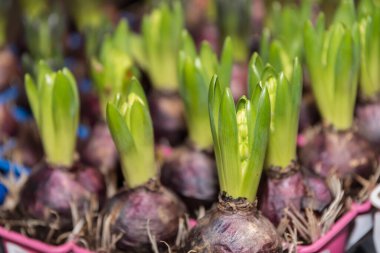 Bahçe sümbülü - çiçek soğanlarının gelişimi ve gelişimi, baharın habercisi