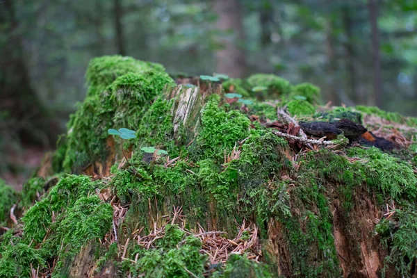 Velho Coto Árvore Podre Vivo Floresta Azeda Madeira Musgo Coberto — Fotografia de Stock
