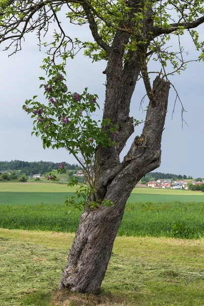 Tronco Árvore Fruto Velho Fornece Nutrientes Para Lilás Contraste Natureza — Fotografia de Stock