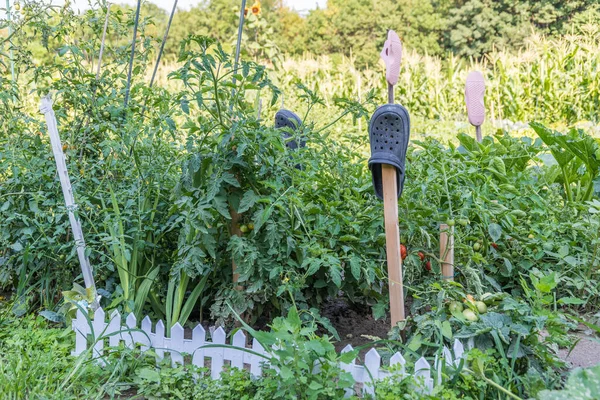 Kleiner Schrebergarten Mit Tomaten Bepflanzt Kleine Parzelle Als Garten — Φωτογραφία Αρχείου