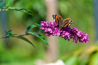 Kelebek Amiral, çiçekli bir kelebek çalılığında, yakın plan.