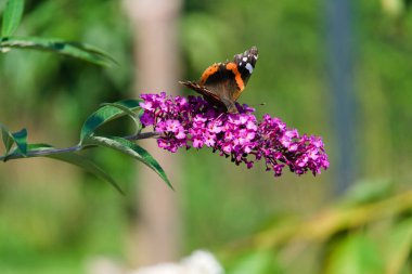 Amiral Kelebek çiçekli bir kelebek çalılığında oturuyor, yakın plan.