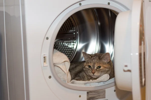 Gato en la secadora —  Fotos de Stock