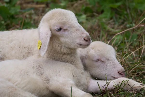 Две овцы лежат на лугу — стоковое фото
