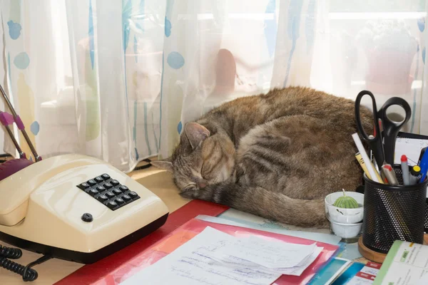 Gato durmiendo en el escritorio — Foto de Stock