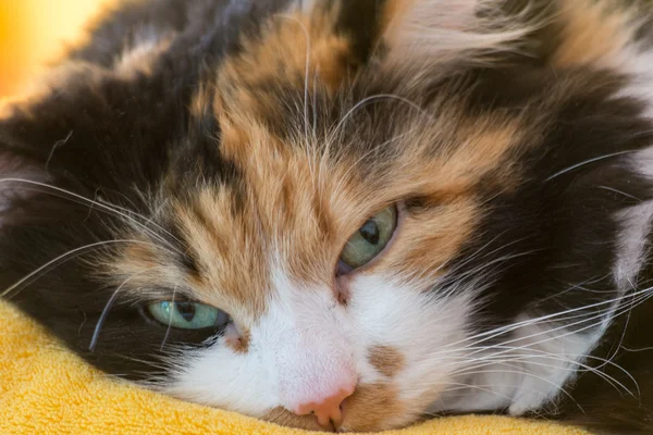 Nahaufnahme Portrait Katze — Stockfoto