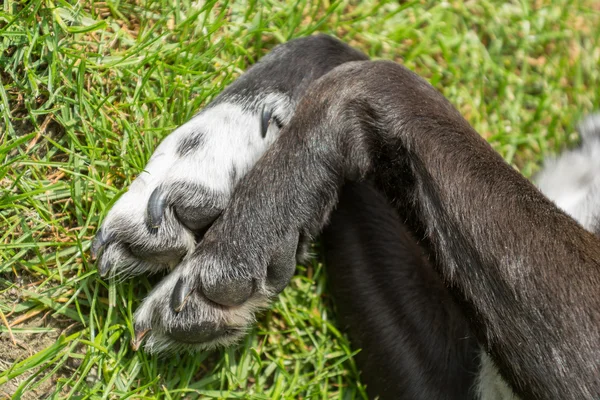 Черно-белые лапы собаки — стоковое фото