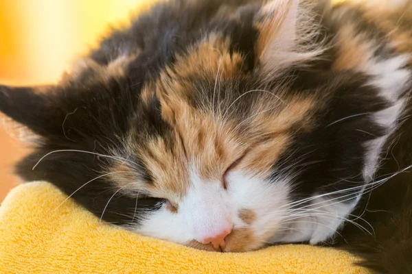 Multicolored cat sleeping - close-up — Stock Photo, Image