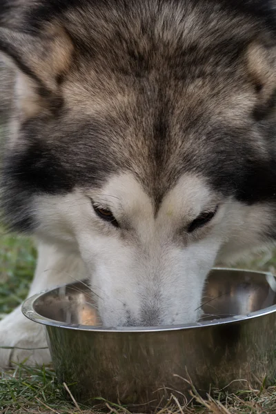 Detail jídelní Husky — Stock fotografie