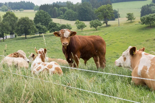 Vacas en el prado — Foto de Stock