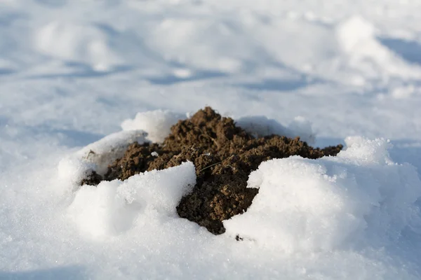 Molehill breaks through snow — Stock Photo, Image