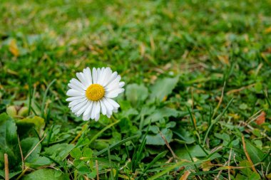 Bahçedeki papatya çayının yakın çekimi.