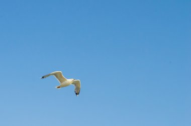 Gökyüzünde uçan karabatak