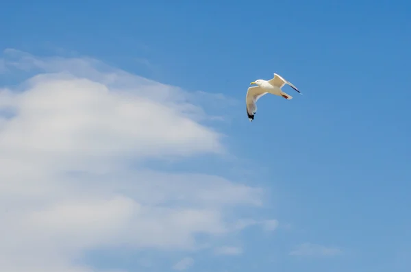 Storskarven flyger på himlen — Stockfoto