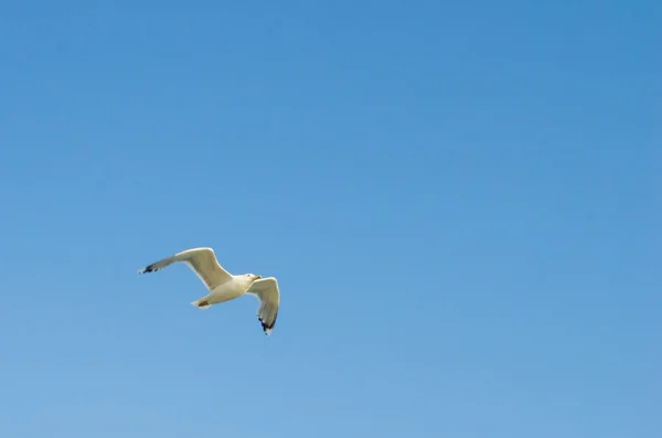 Storskarven flyger på himlen — Stockfoto