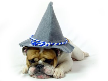 tatlı İngilizce bulldog